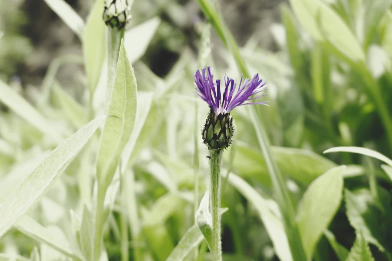 purple flower in the middle of green grass