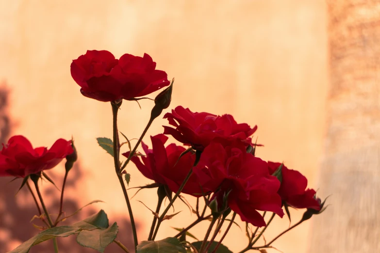 some red roses in a white vase with leaves