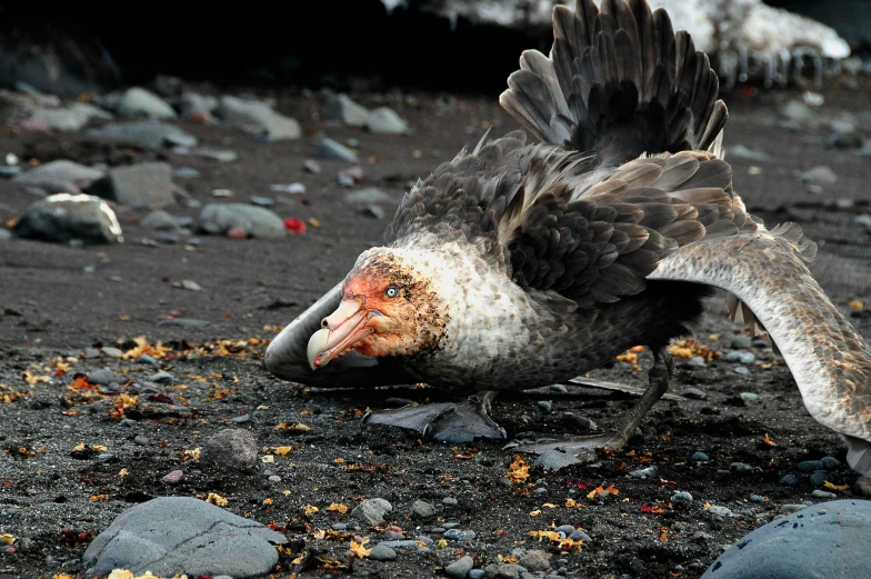 a bird with its wings spread spread over a beach