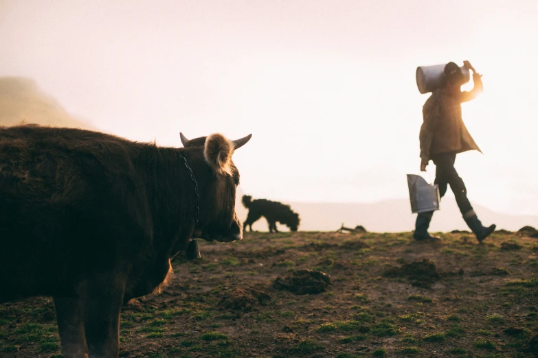 two people walking next to cows with a sky background