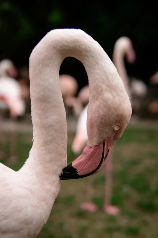 a pink flamingo with its mouth open in a field