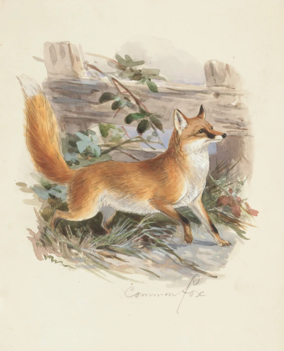 an engraving shows a small fox with a white face and a brown nose