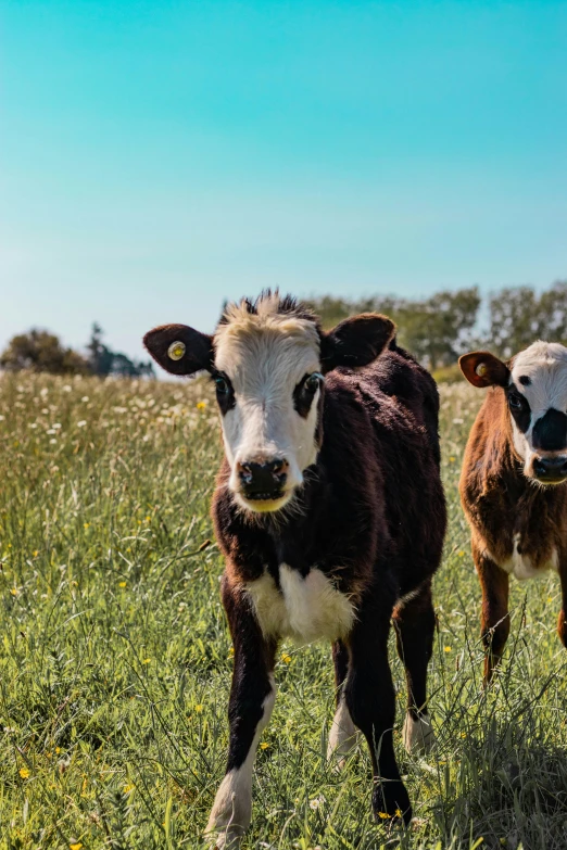 two black and white cows walking through the tall grass