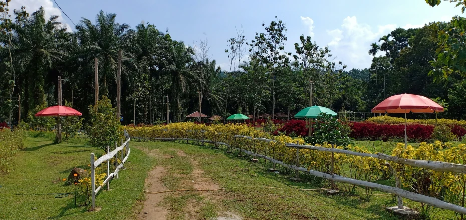 a field filled with green and pink flowers and umbrellas