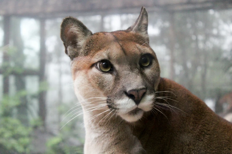 a close up image of a mountain lion