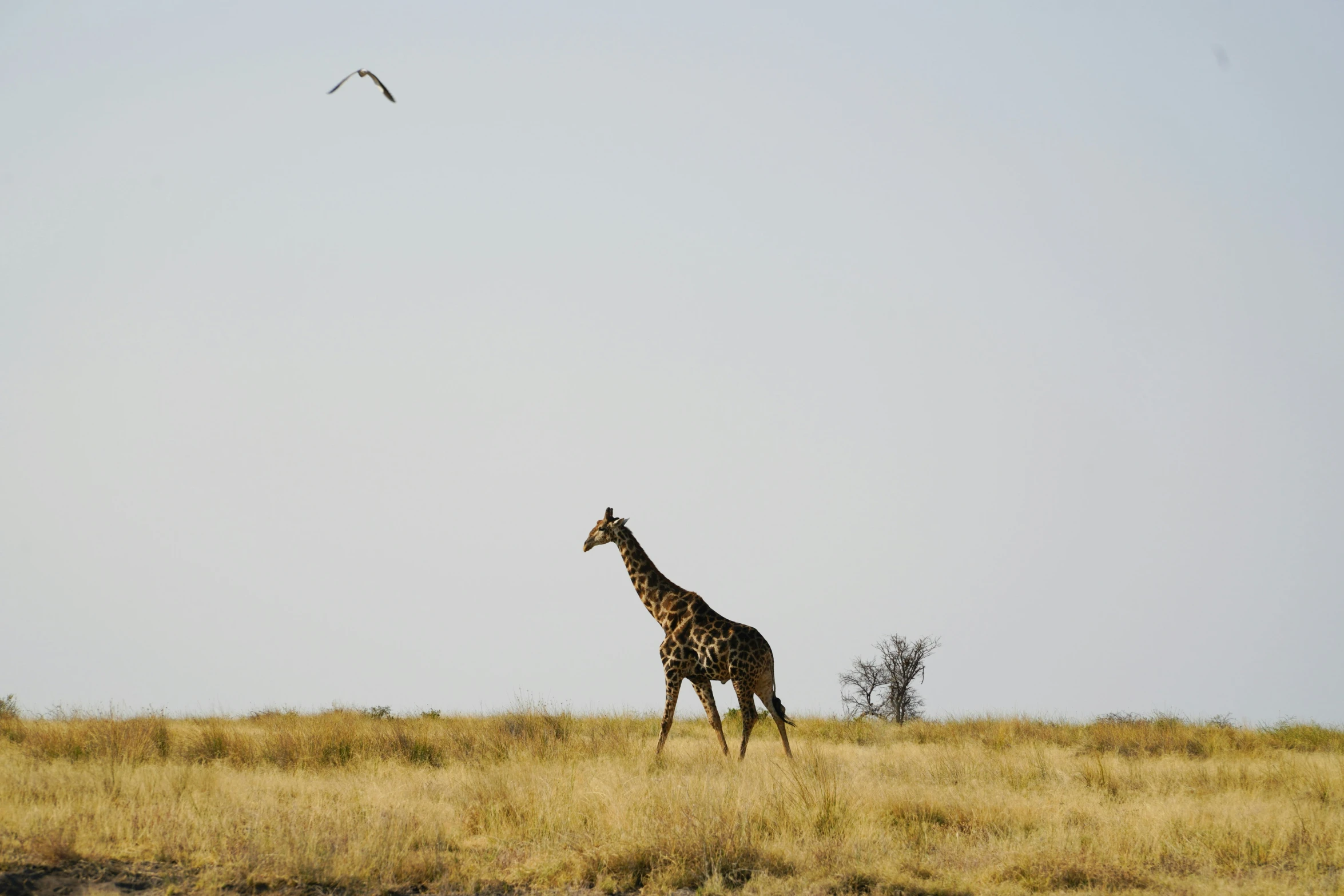 a giraffe is standing in the grass as a bird flies above