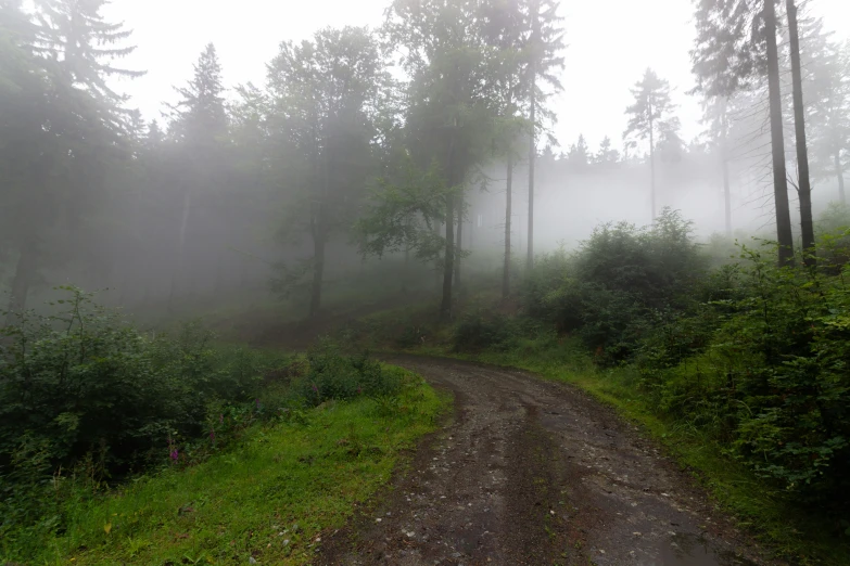 misty forest with dirt road and grass