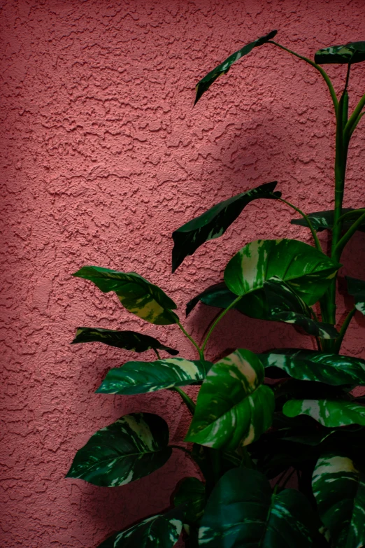 a plant on a pink wall in the evening sunlight