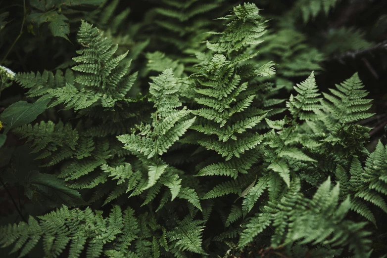 fern leaves growing in the garden and green