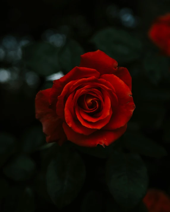 a single red rose with green leaves in the background