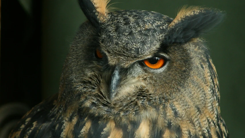 a large owl with orange eyes in close up