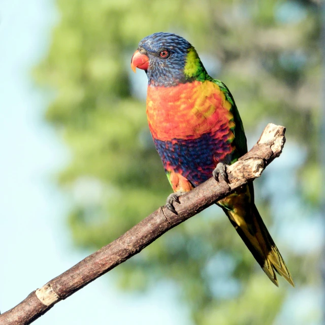 a colorful bird is sitting on a nch