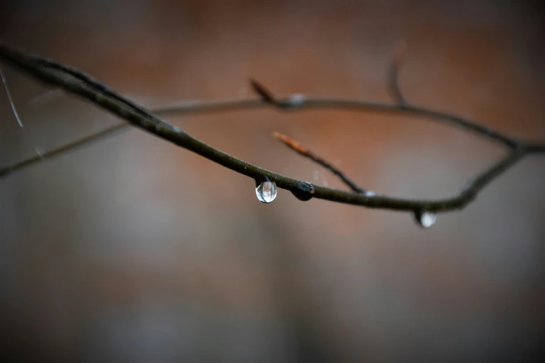 drops of water are hanging from a tree nch