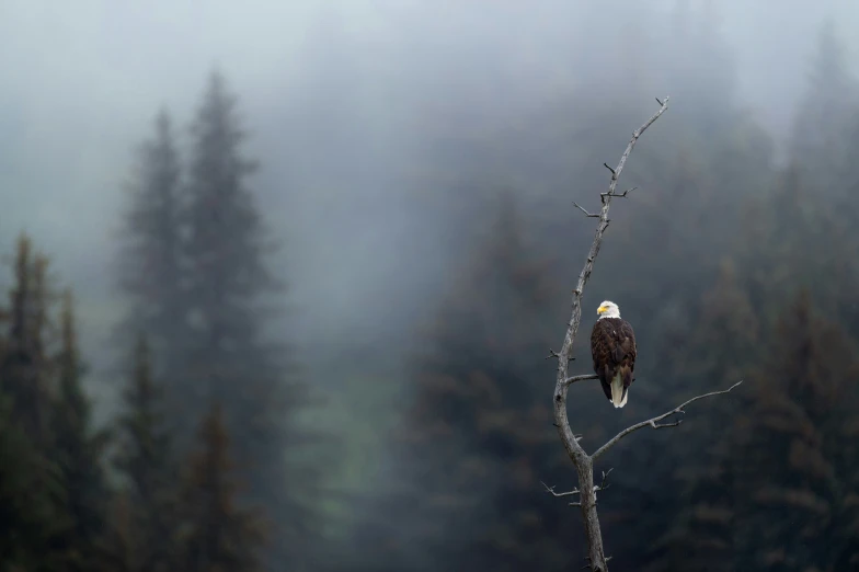 a bird perched on a nch in the middle of the forest