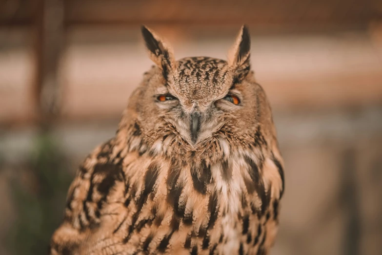 an owl staring and standing in a fenced in area