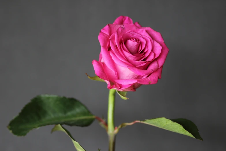 pink flower on a stem with green leaves