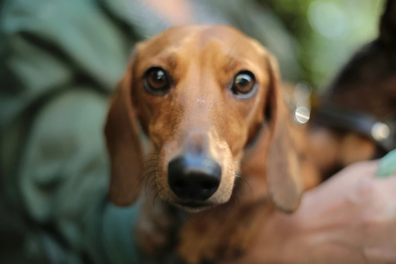 the head of an adult dachshund looking at soing and getting ready to show