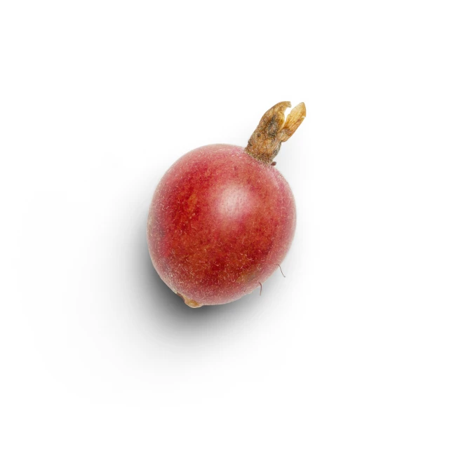 a pomegranate on a white background with a brown spot