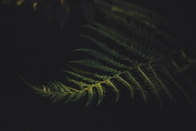 an image of the underside of a fern tree