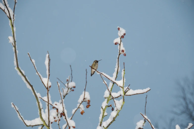 a small bird perched on top of a tree with snow