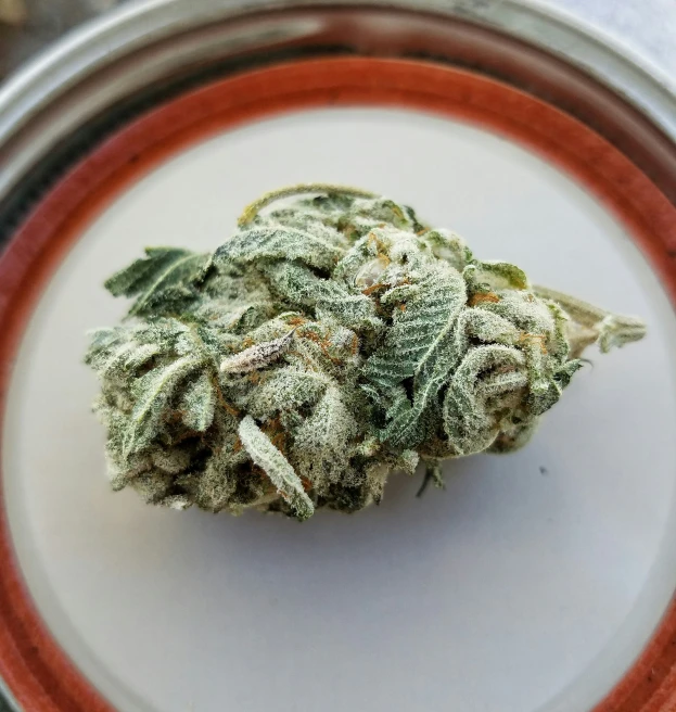 a tiny leaf of marijuana sits on a small plate