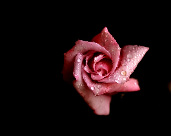 a rose with droplets on it sits in the dark