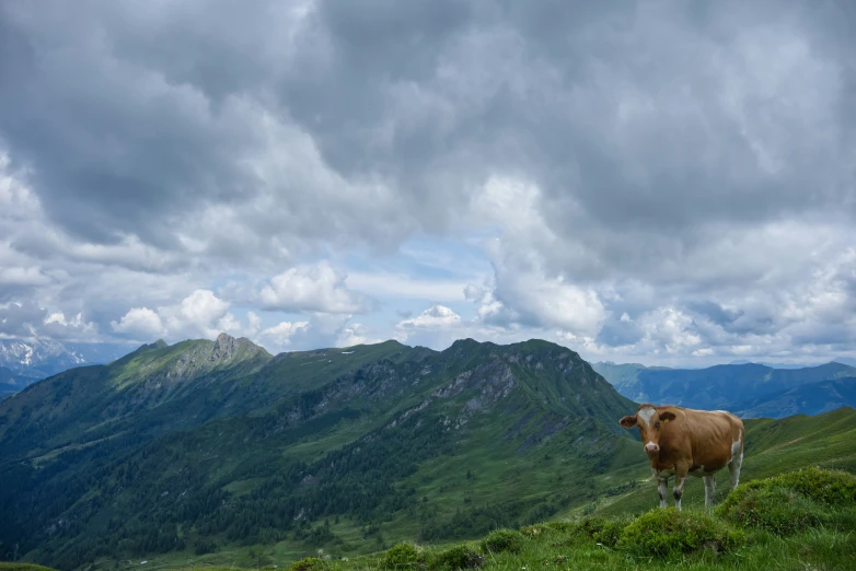 a cow on top of a grassy hill with mountains in the background