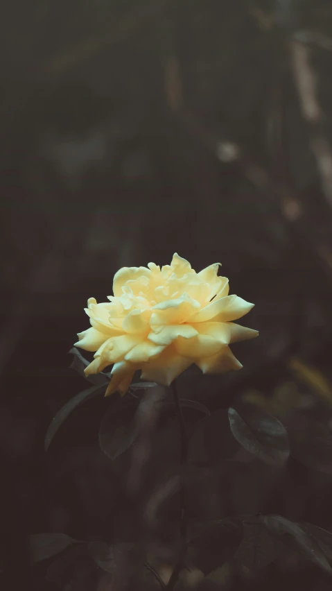 a yellow flower that is in the middle of plants