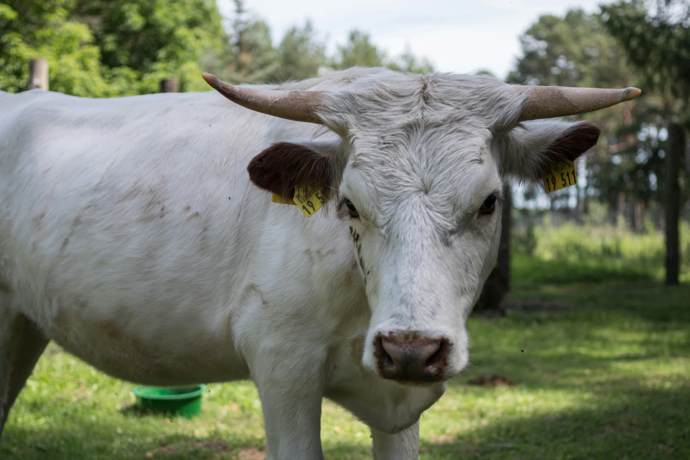 white bull with horns on some grass and trees