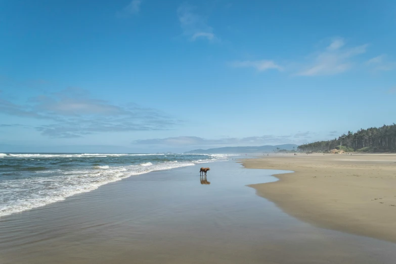 a person walking in the surf on a beach