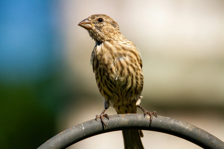 bird perched on metal rail outdoors during daytime