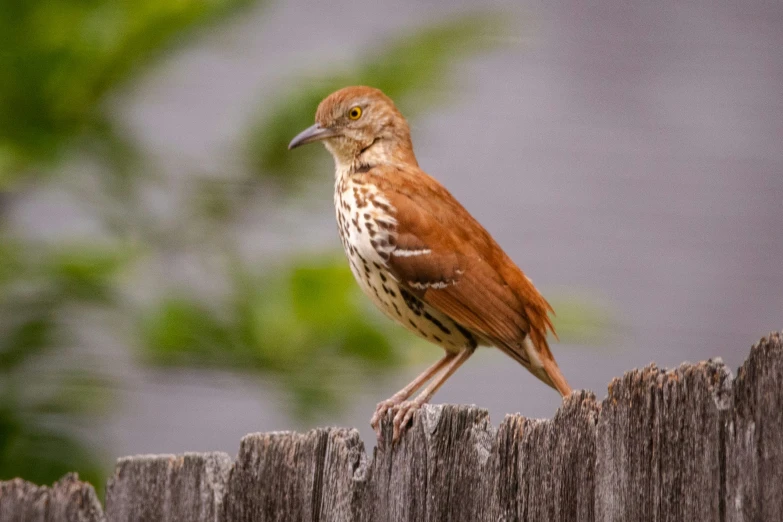 the small bird is standing on the post