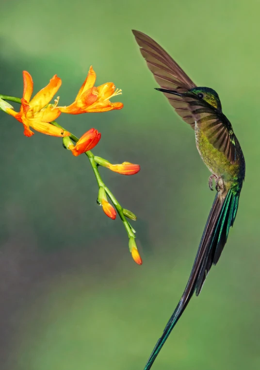 the hummingbird is getting ready to land on the flower