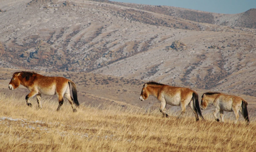 three horses walking through the mountains with mountains in the background