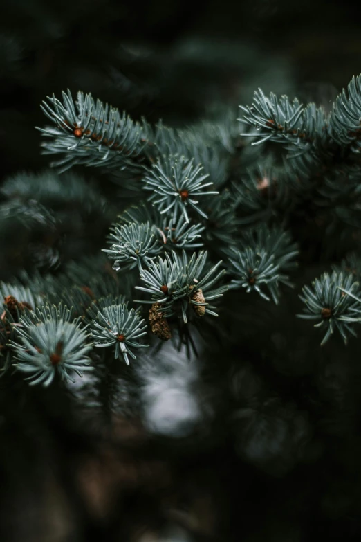a close up image of pine needles on a tree