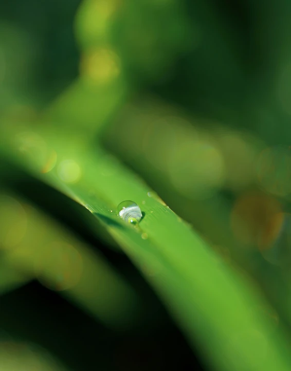 close up of dewdrop sitting on a green grass leaf