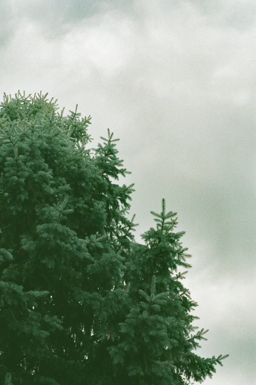 trees are growing with some kind of bird flying above them