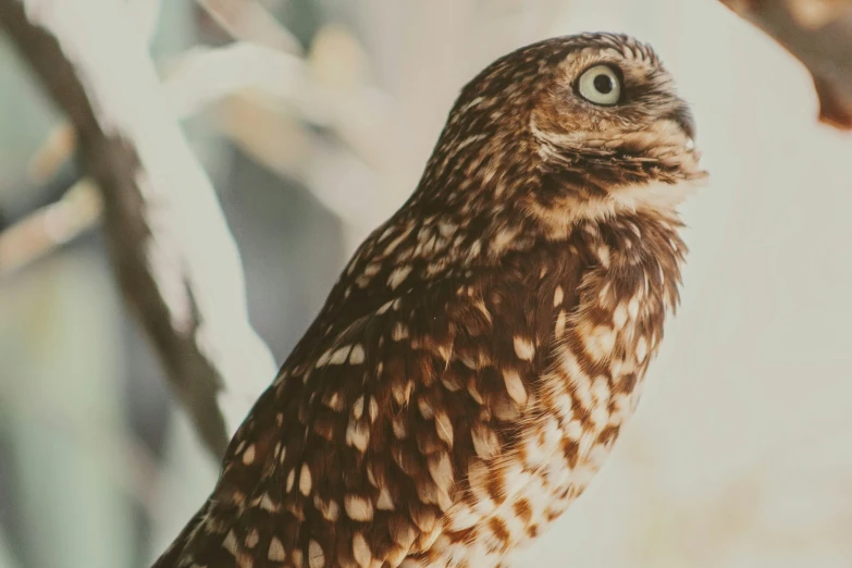 an owl that is perched on a nch