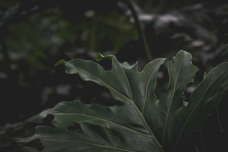 the leaves of a green plant that is dark