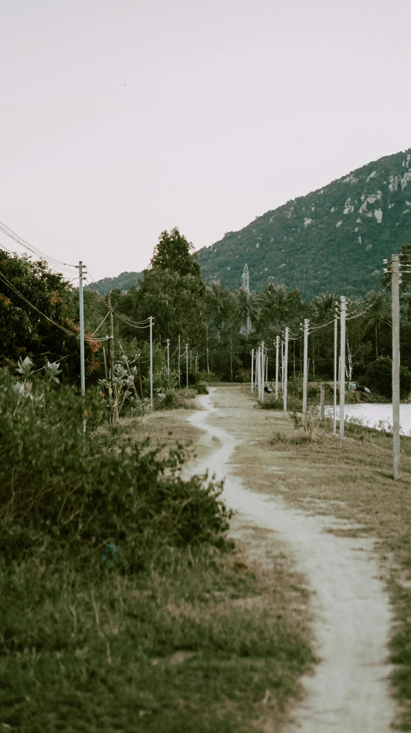 a road next to a lush green hillside with tall trees