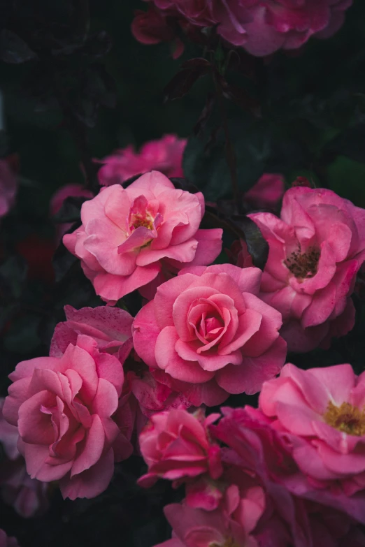 pink roses are in bloom and in the sun