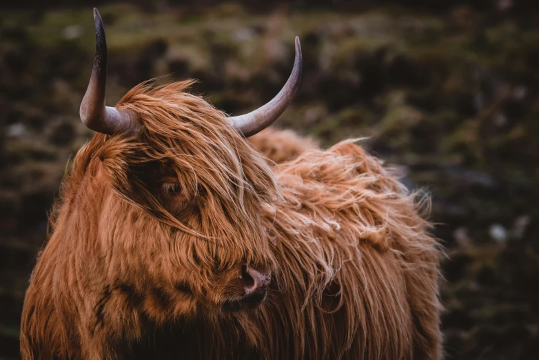 an animal with horns with very long hair standing in a field