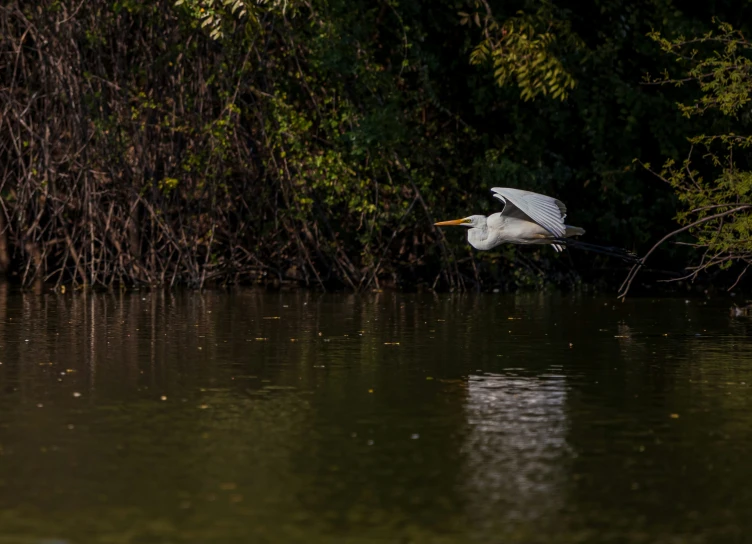 a crane flies over the water and the trees