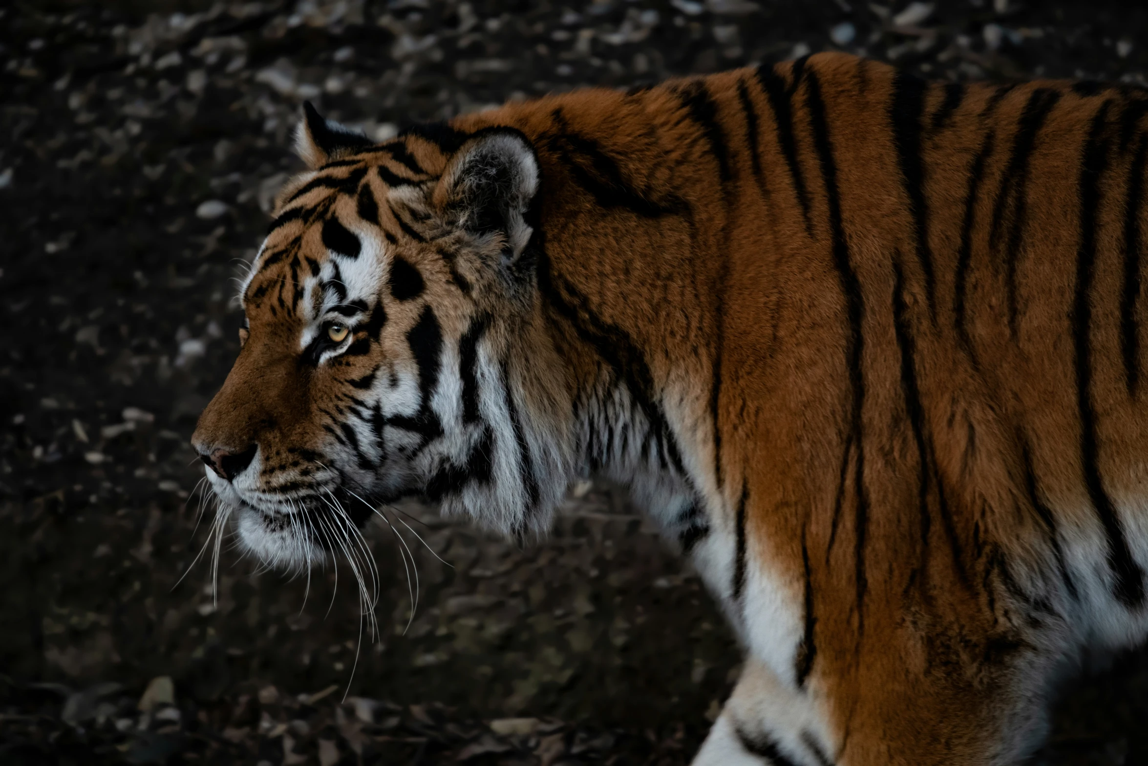 a tiger with brown and white stripes on it's head