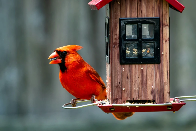 a bird perched on top of a bird feeder