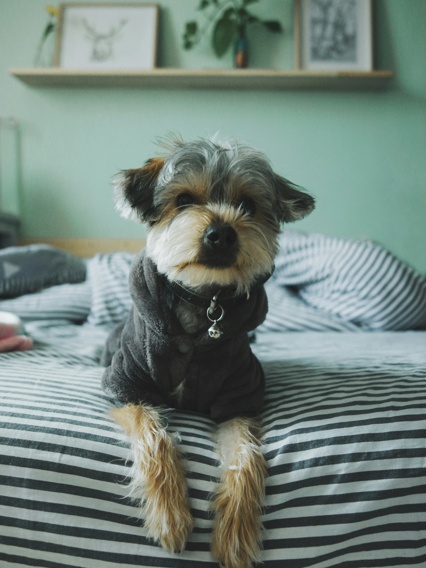 a small dog sitting on top of a bed