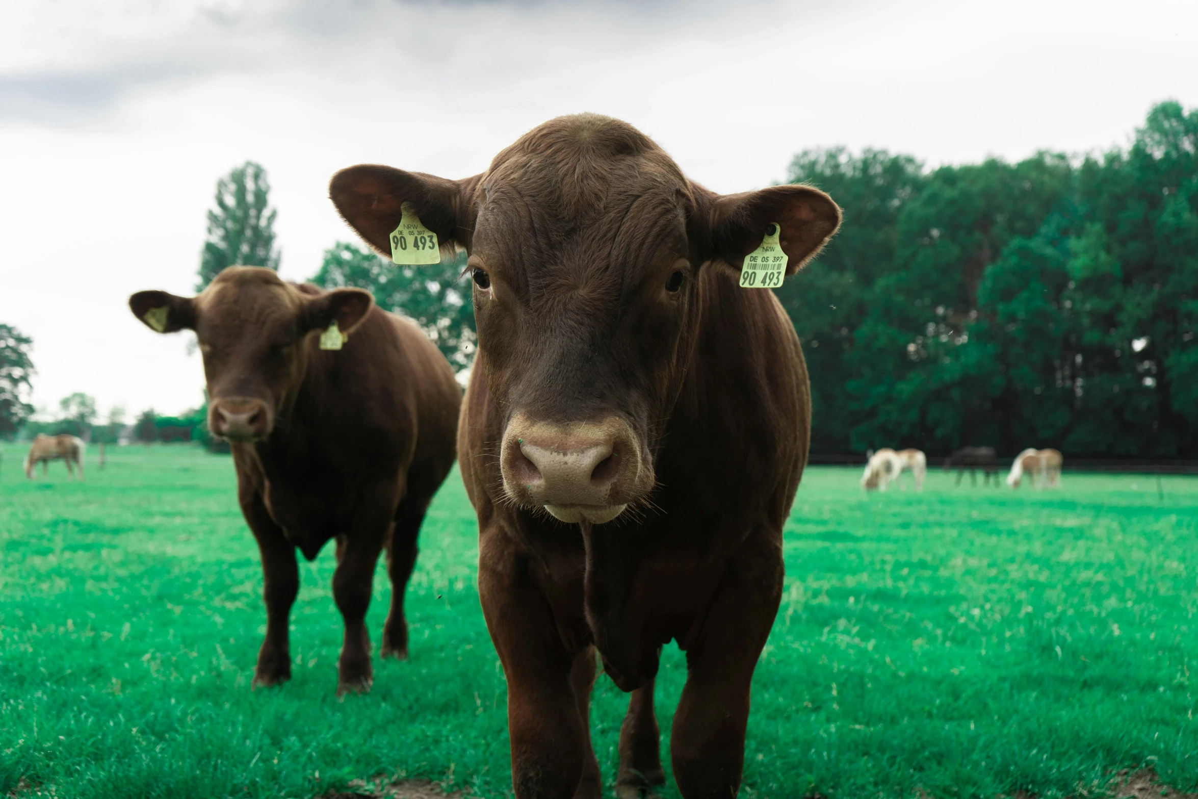 two brown cows looking at the camera while standing on green grass