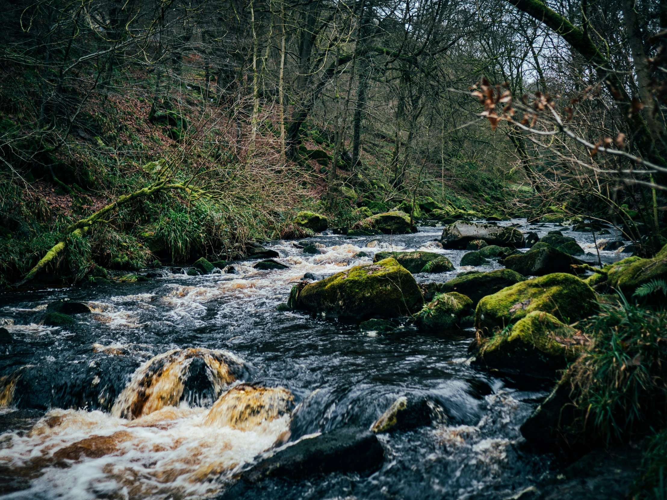 a stream that is surrounded by trees and moss