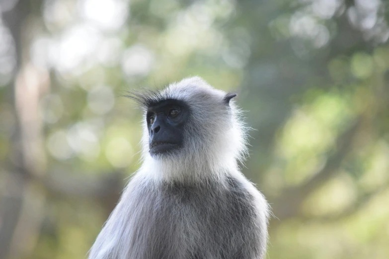 a small monkey is sitting on the ground