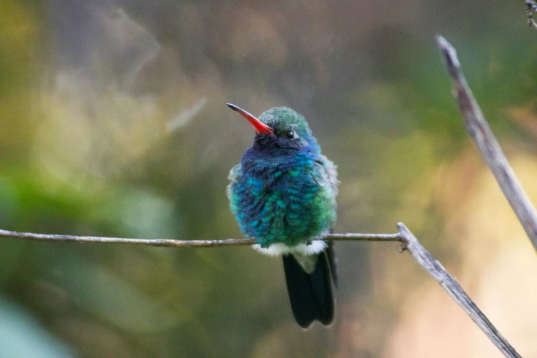 the small bird is perched on the twig